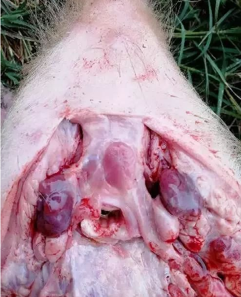 藍耳病淋巴 藍耳病淋巴