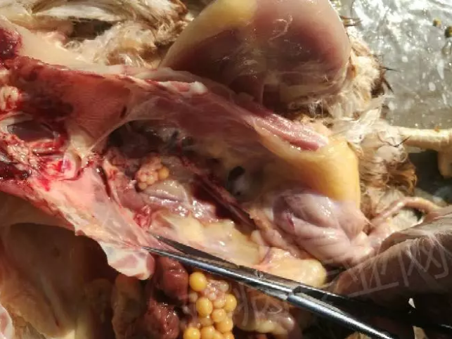 呼吸道黏膜 呼吸道黏膜