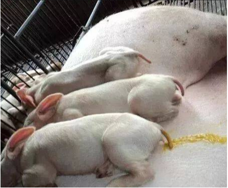 小豬腹瀉拉稀 小豬腹瀉拉稀