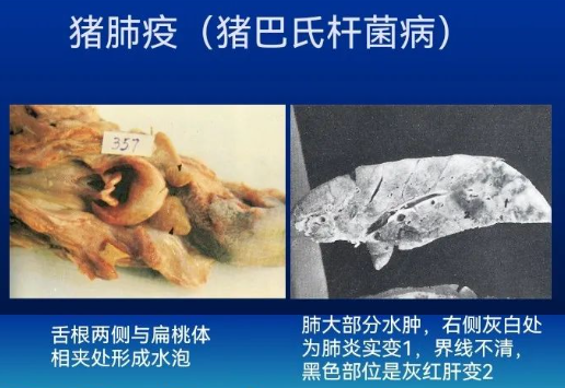 豬肺疫1 豬肺疫1