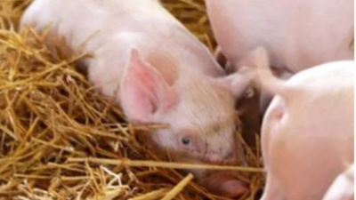 仔豬成活率低 仔豬成活率低