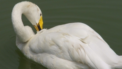 上海邦森技術(shù)分享鴨子抖震、頭不停搖擺的病因