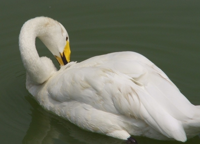 鴨病毒性肝炎 鴨病毒性肝炎