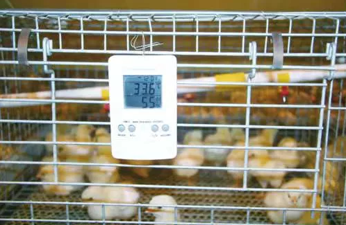 冬季育雛通風(fēng) 冬季育雛通風(fēng)