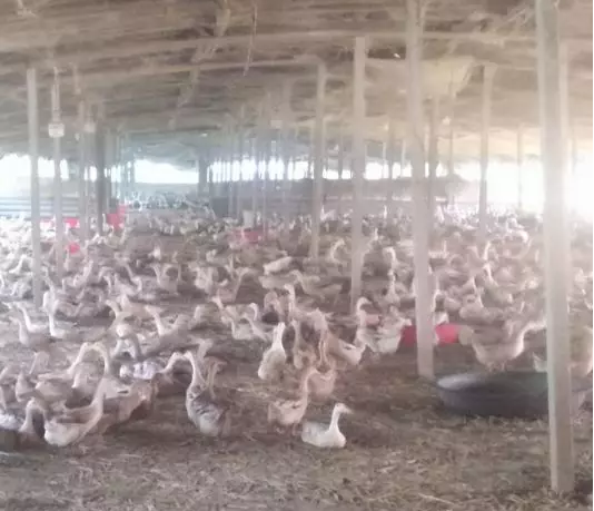 鵝場(chǎng) 鵝場(chǎng)