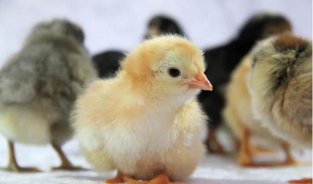 雞病防治 雞病防治