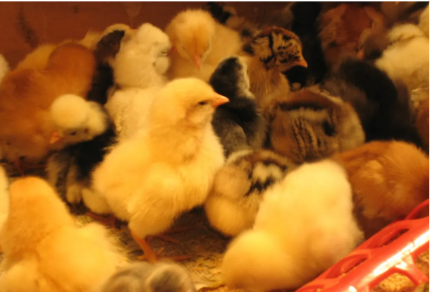 預(yù)防雞少生病 預(yù)防雞少生病