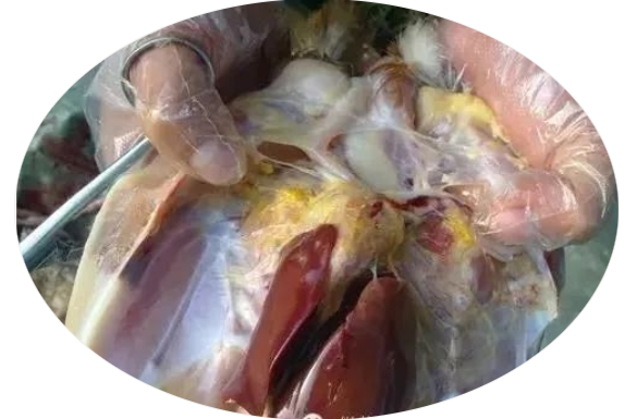 纖維素型 纖維素型