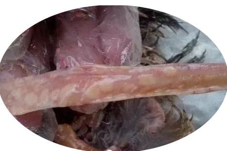 肉芽腫型 肉芽腫型