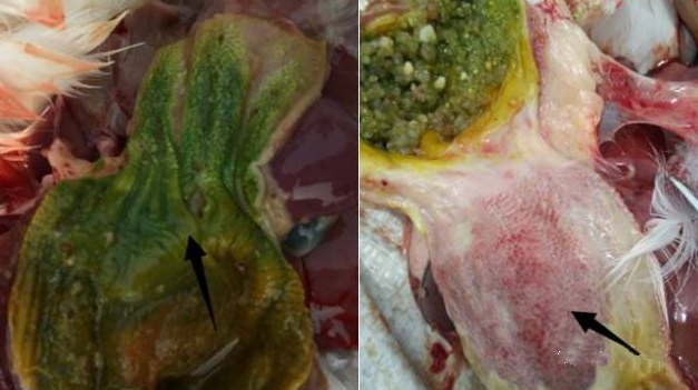 鵝肌胃、腺胃壞死_