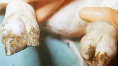 仔豬關(guān)節(jié)病的五大危害，聽聽技術(shù)老師提供的解決方案-上海邦森