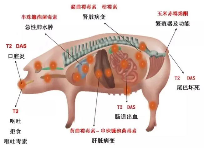 豬霉菌毒素中毒 豬霉菌毒素中毒