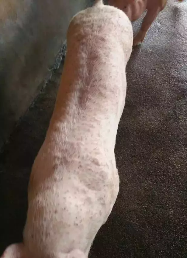 豬濕疹 豬濕疹