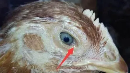 雞慢呼 雞慢呼