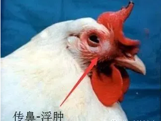 雞鼻炎 雞鼻炎