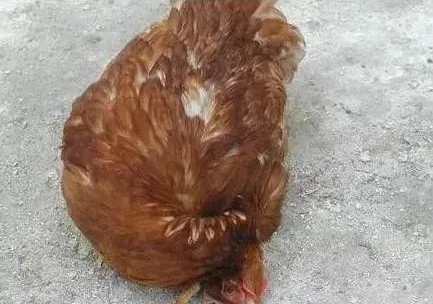 雞瘟 雞瘟
