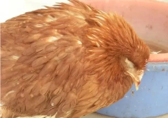 雞大腸桿菌 雞大腸桿菌