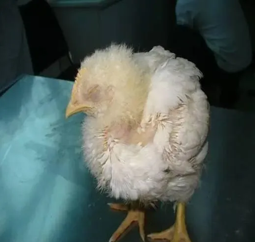 雞腺胃炎 雞腺胃炎
