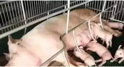母豬臥地不起 母豬臥地不起