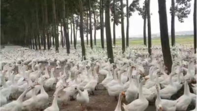 種鴨飼養(yǎng)管理 種鴨飼養(yǎng)管理