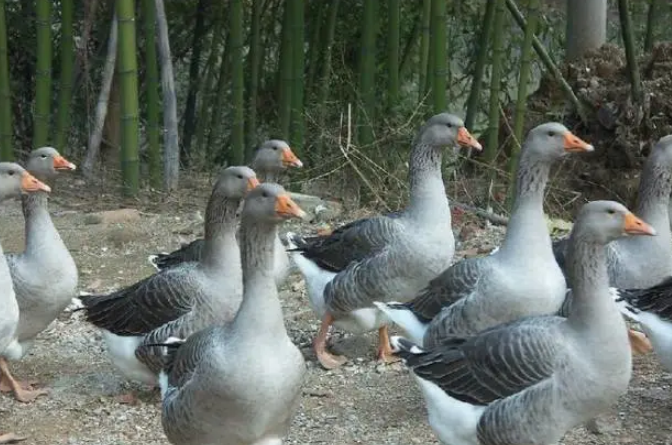 蛋鴨管理九原則 蛋鴨管理九原則