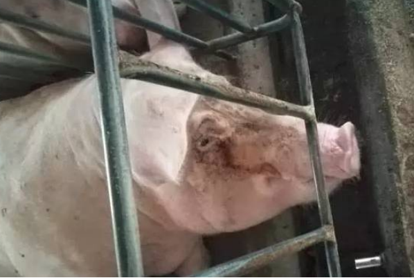 母豬周圍眼部臟 母豬周圍眼部臟