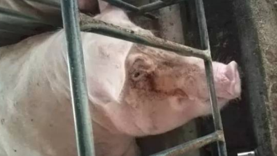 上海邦森分享要留意母豬出現的這三種信號