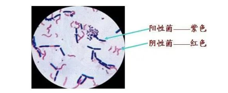 病原不同 病原不同