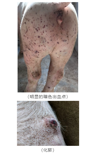 豬病病變特點(diǎn)不同 豬病病變特點(diǎn)不同