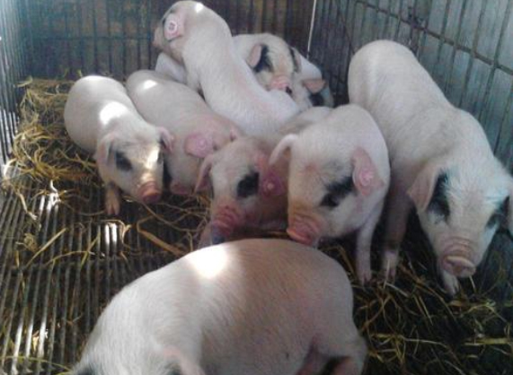 高溫天氣豬食欲不振是什么原因？用上海邦森獸藥解決