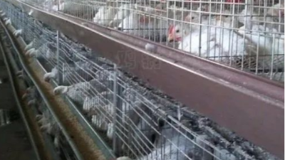 雞黑肺的原因 雞黑肺的原因