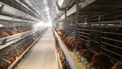 蛋雞飼養(yǎng)管理的5方面