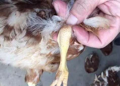 輕度腫脹 輕度腫脹