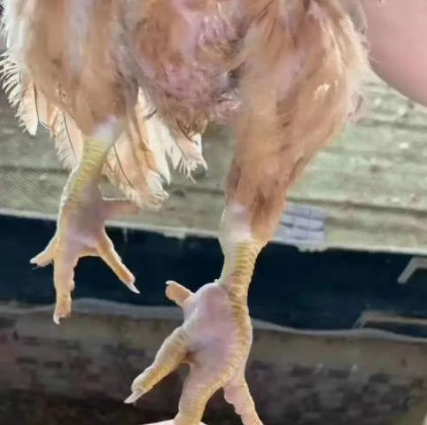 雞劍鞘囊腫 雞劍鞘囊腫