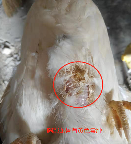 龍骨腫脹 龍骨腫脹