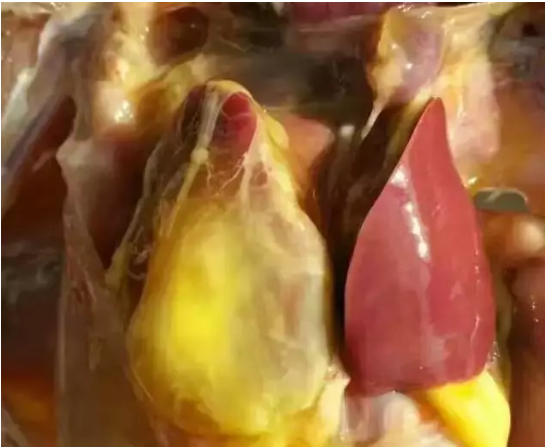 禽感冒與大腸桿菌的區(qū)別 禽感冒與大腸桿菌的區(qū)別