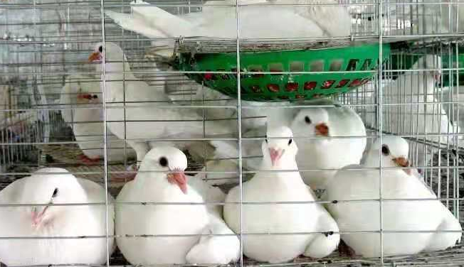 鴿子用藥原則 鴿子用藥原則