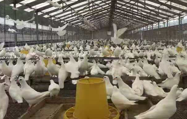 上海邦森分享鴿子用藥原則 上海邦森分享鴿子用藥原則