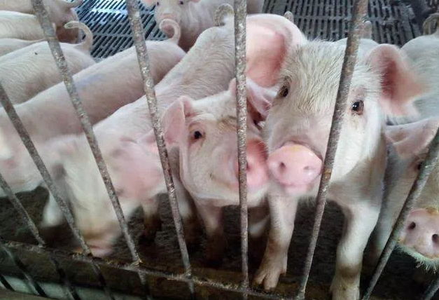 斷奶仔豬腹瀉 斷奶仔豬腹瀉