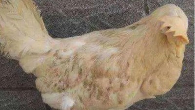 雞冠發(fā)黑 雞冠發(fā)黑