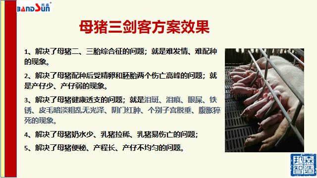 母豬三劍客1 母豬三劍客1