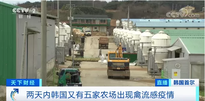 韓國禽流感 韓國禽流感