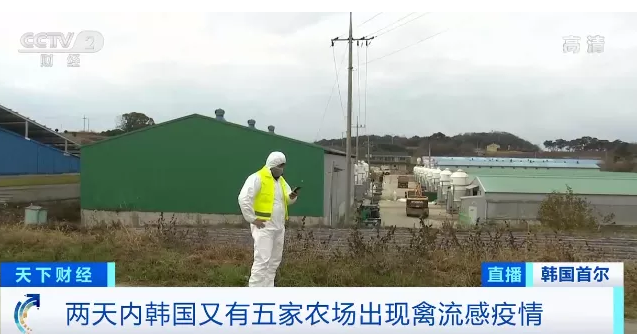 禽流感 禽流感