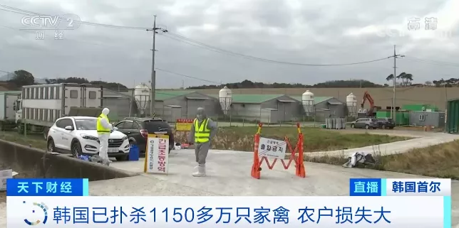 韓國禽流感捕殺 韓國禽流感捕殺