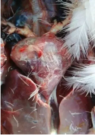 心源性包心 心源性包心