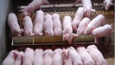 初秋豬病 初秋豬病