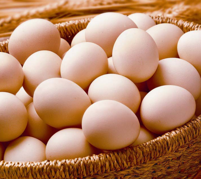 蛋雞 蛋雞
