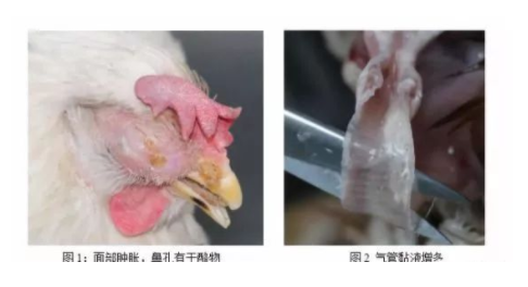 雞呼吸道損壞 雞呼吸道損壞