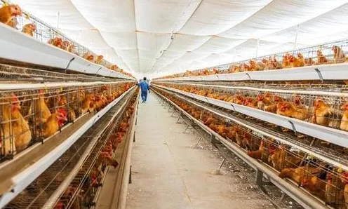 蛋雞疫病防控 蛋雞疫病防控