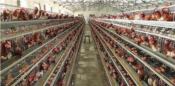 蛋雞冷應(yīng)激的方法 蛋雞冷應(yīng)激的方法